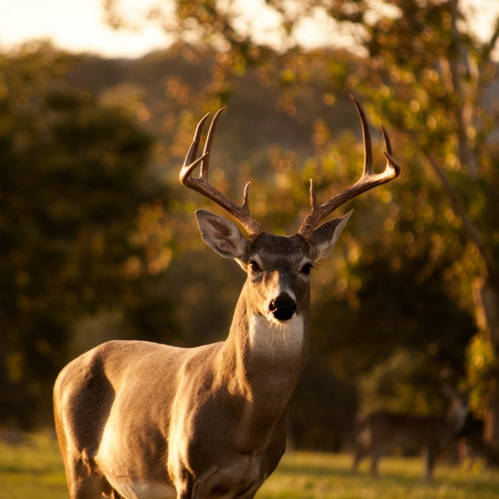 Deer Collision in Fauquier County