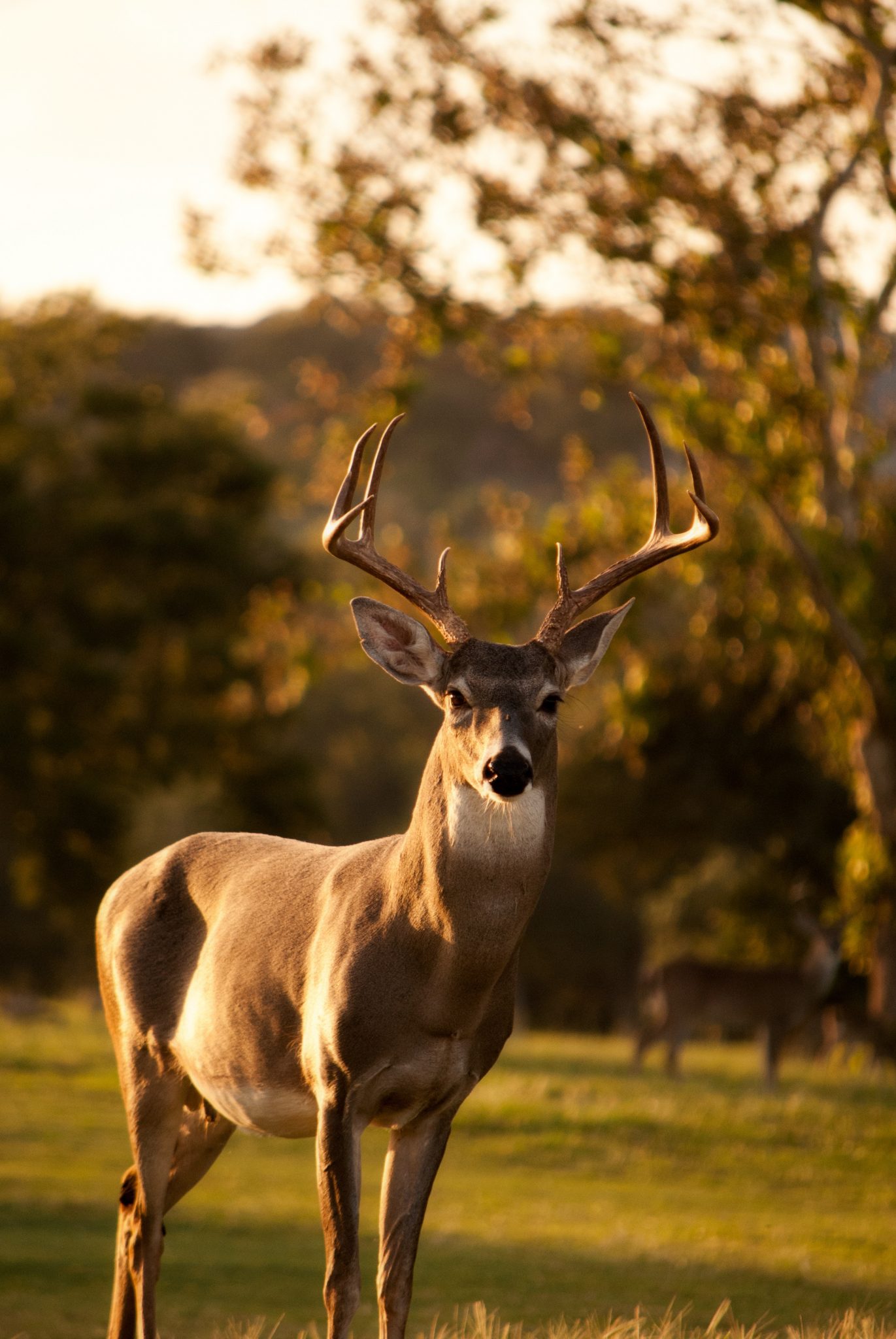 Deer Collision in Fauquier County