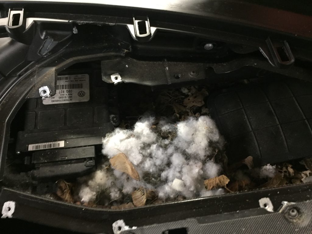 rodent vehicle damage