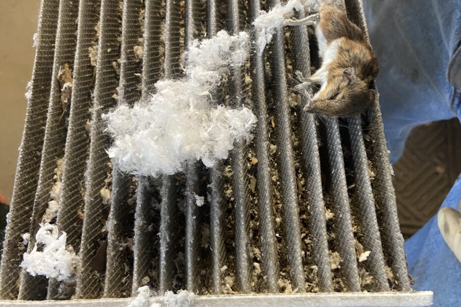 Vehicle Cabin Air Filter that needs to be changed.