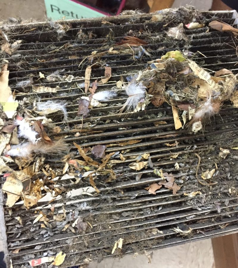 mice damage food in vehicle fauquier va